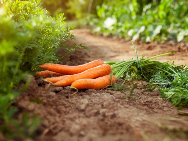 Моркови&nbsp;Според някои проучвания редовната консумация на моркови може да редуцира риска от рак на стомаха с до 26%. Всеизвестни са ползите им за подобряването на зрението. И е добре да знаем, че само един морков ни дава двойна от необходимата доза витамин A на ден, витаминът, който се грижи за очите.
Снимка: istock