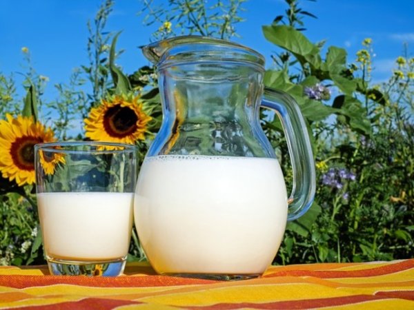 Мляко
Съдържанието на мазнини и протеини в млякото успокоява изгарянията и насърчава изцелението. Напоете памучен тампон в прясно мляко и го приложете като компрес. Може да ползвате и студено кисело мляко, което ще охлади и подхрани кожата ви. Снимка: pixabay