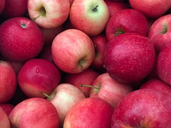 Ябълки
Редовната консумация на ябълки ни осигурява калий, фосфор, помага за понижаване нивата на холестерола и кръвната захар, облекчаване на запека. Противовъзпалителни свойства на ябълките и високо им съдържание на фибри, спомагат за подобряване на бъбречната функция.&nbsp;&nbsp;Снимка: Unsplash