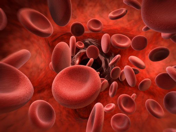 Стимулира синтеза на червени кръвни клеткиДжинджифилът подобрява не само кръвообращението, но и способността на кръвните клетки да доставят кислород и хранителни вещества до всяка точка на тялото.&nbsp;Снимка: istock