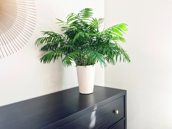 Хамедорея
Тази палма е чудесен начин да направите бюрото или офиса си по-зелен. Оставете я на светло място, а поливането ще е последната ви грижа. Поливайте, само когато пръстта засъхне и то по малко.&nbsp;Снимка: istock