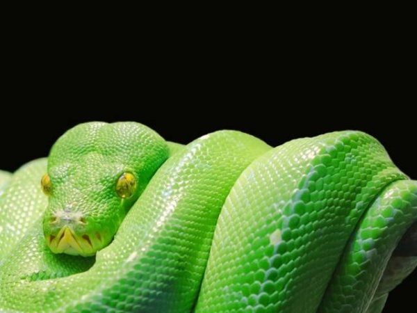 Страх от змии
Змиите винаги са били свързвани с измамата. Те са животните, които са свързвани със страха през историята на човека. Ако имате непоносимост към тях, това показва, че вашият защитен инстинкт е много силен и вие сте склонни да се изправяте смело срещу другите. Снимка: pixabay