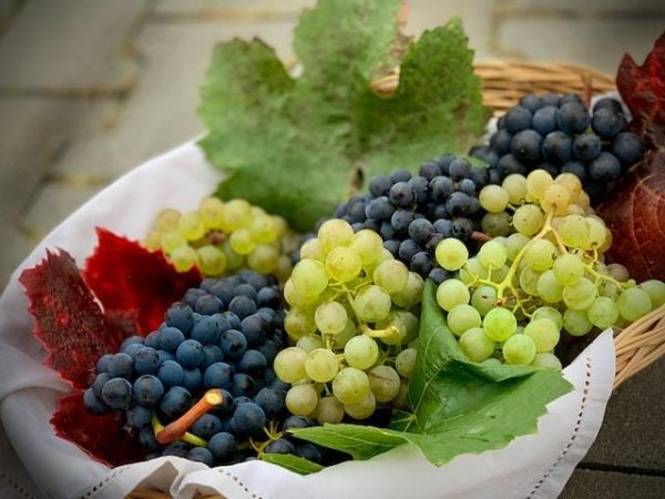 Грозде
Без значение кой е любимият ви сорт грозде, този есенен плод е богат източник на антиоксиданти, включително антоцианин, което е една от причините консумацията му да се свързва с дълголетието. Също така ни осигурява витамини К, С, калий и други. Консумацията на грозде се свързва с намален риск от ракови заболявания, понижено кръвно налягане, ползи за сърцето и имунитета, подпомагане здравето на костите, мозъка, забавя процесите на стареене.
Снимка: unsplash