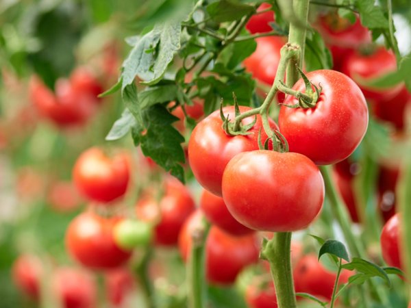 Домати&nbsp;Водното съдържание на доматите е около 95%. Те са невероятно хидратиращ зеленчук, който носи на организма и множество витамини, минерали, антиоксиданти и фибри.&nbsp;Снимка: istock