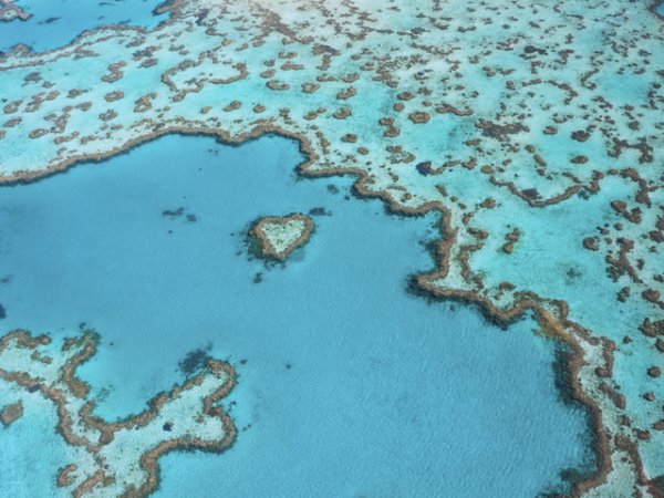 Големият бариерен риф&nbsp;Най-големият коралов риф на Земята пострада от човешката ръка. Климатичните промени, замърсяването на океаните, повишаването на температурата на световния океан доведоха до избледняването и избеляването на коралите. Някои животински видове са напуснали рифа.&nbsp;&nbsp;Снимка: istock