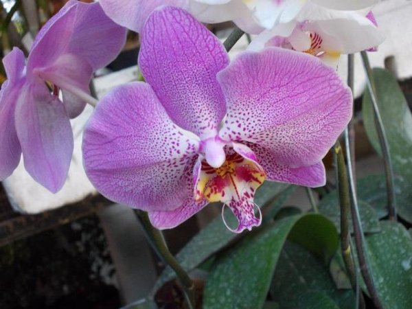 Орхидея &ndash; рядка красота, изтънченост, елегантност, романтика&nbsp;Снимка:&nbsp;freeimages.com
