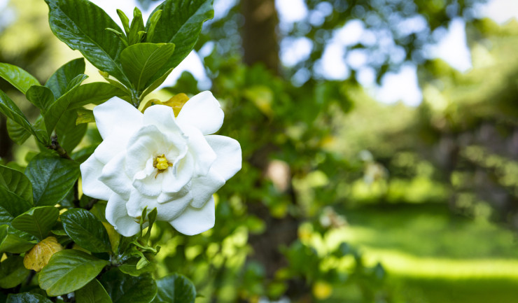 White gardenia.