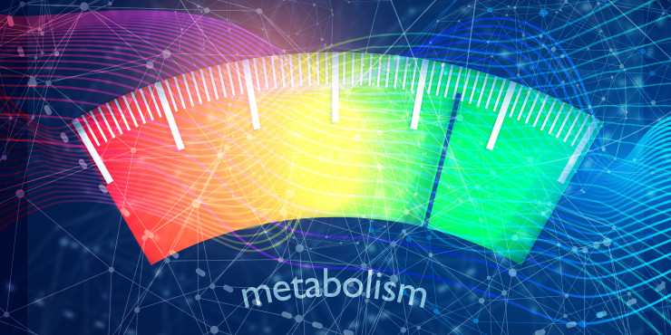Метаболизъм