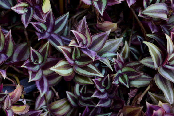 Tradescantia albiflora